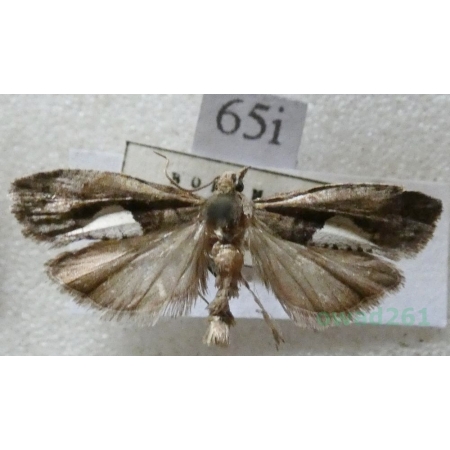 Epinotia brunnichana (Linnaeus, 1767) Czech65i